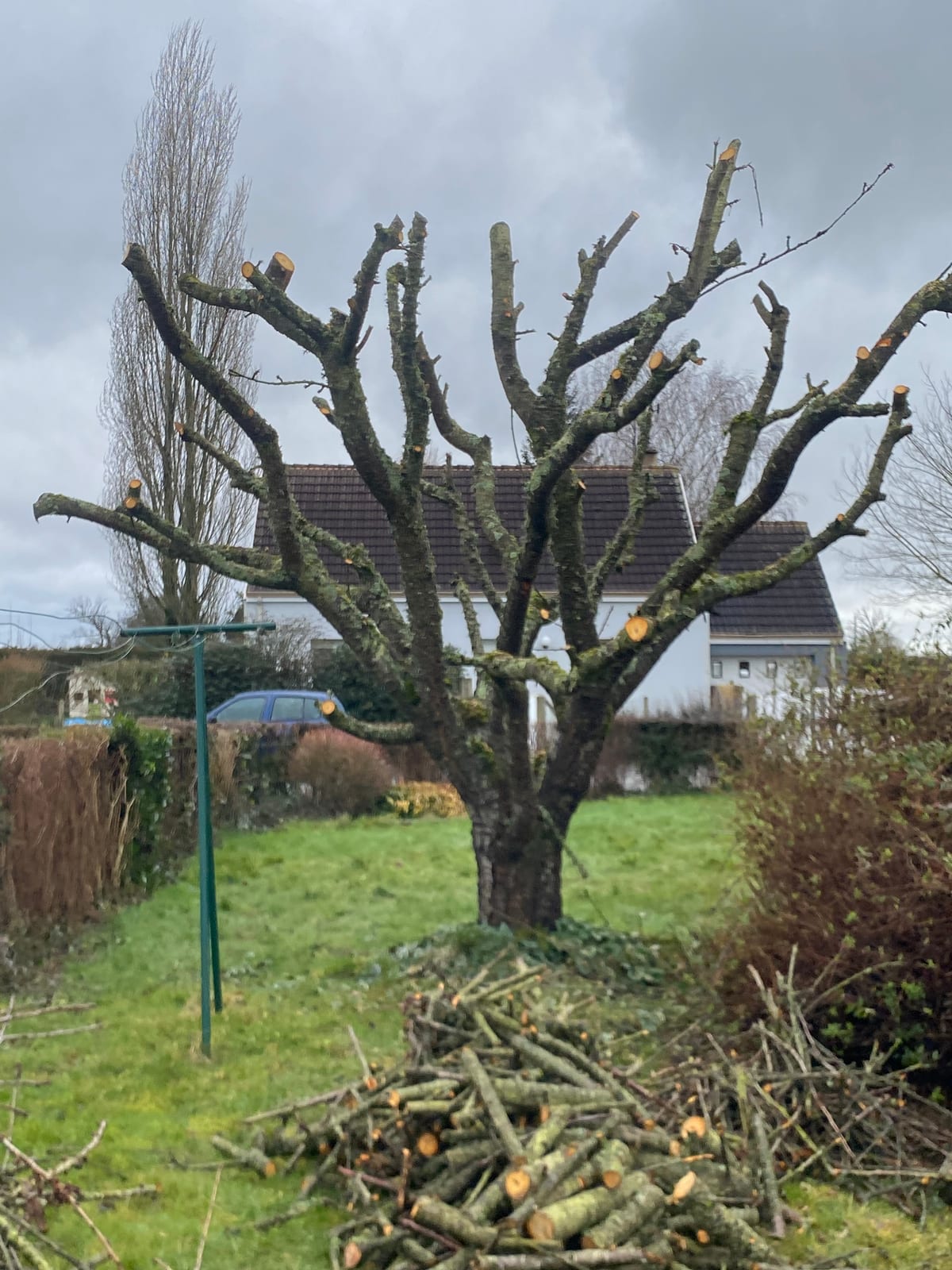 Pommier après élagage avec branches taillées proprement au sol